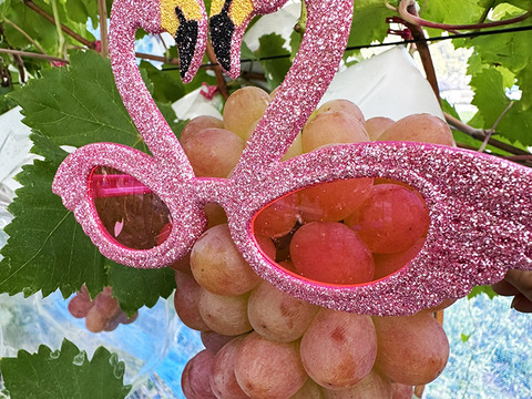 【ぶどうセット】岡山県産3色おいしいぶどう詰め合わせ！ピオ/ドルチェ/シャイン（約1.5-2kg、3～4房）