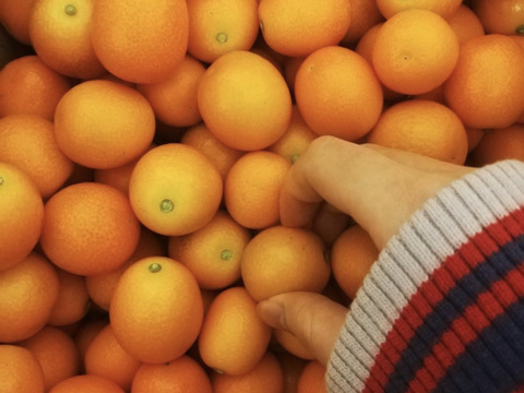 【家庭用】きんかん1kgはるか2.5kg