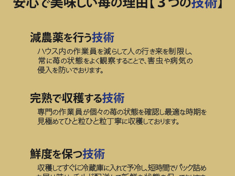 二箱4パック入り 家庭用 いろいろなサイズ 『モカベリー』 完熟いちご 苺 果物