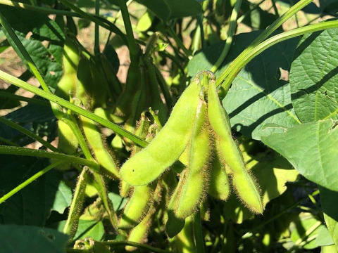 【令和7年産】自然栽培「丹波種黒大豆」200グラム（静岡県産）