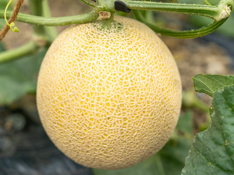 【お中元】【島根県発！幻のメロン】「ゴールデンパール」2玉入（1玉約１.３㎏×２）