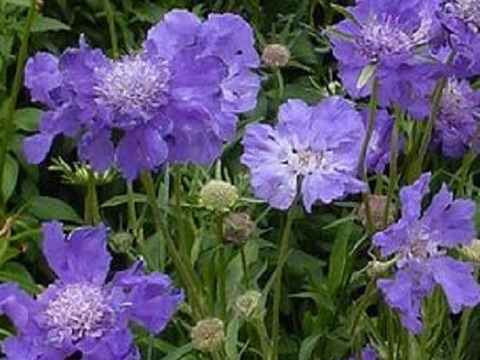 2個セット スカビオサ コーカシカファーマディープブルー  ブルーガーデン イングリッシュガーデン 花苗 多年草 宿根草