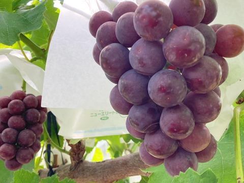【家庭用】皮ごとOK！濃厚黒ぶどう 泉州パープル1kg(2~3房)