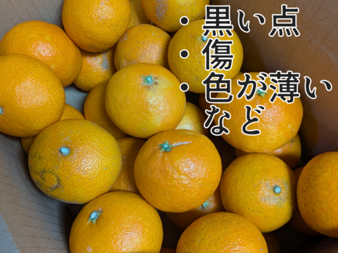 愛媛の乙姫！まどんな　訳あり4.5kg