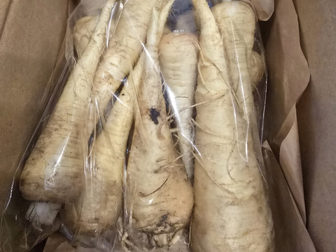 パースニップ / parsnip 600g