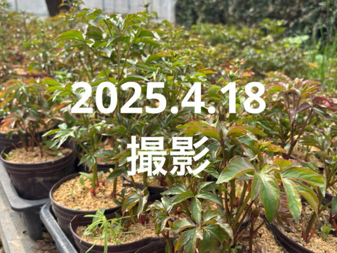 芍薬の苗　5芽以上　5号鉢