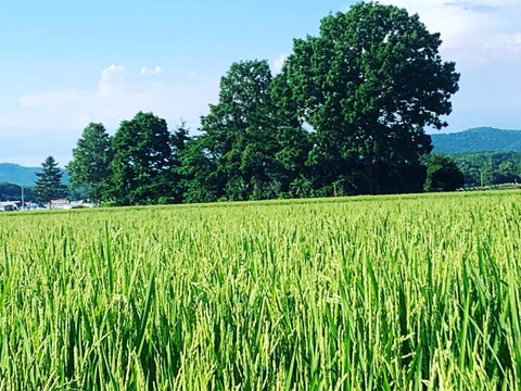 一等米・特別栽培米【ゆめぴりか 精米 2kg×2】令和5年産（農薬7割減）