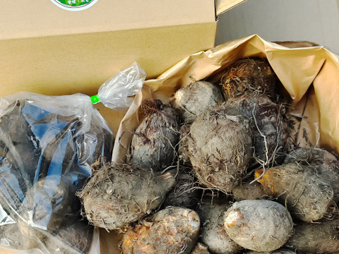 農家直送✅セレベス(赤目芋)の里芋🎁2kg M~LLサイズ(大きめの里芋❗️