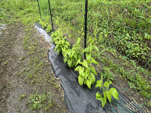 ねばり抜群！豊田市旭産土付き『大和芋』2kg（梱包込）