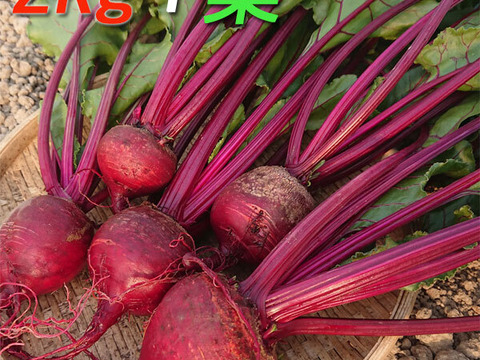 ３月より順次発送『高糖度ビーツ（葉付き）2kg』 南房総市産 発送当日に収穫!