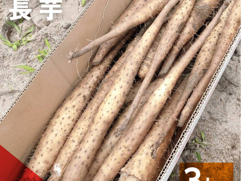 日本初の 贈答用】砂丘ながいも 長芋 ねばり とろろ 3kg程度 抜きたて 野菜