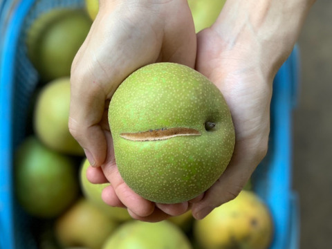 ふぞろいの梨（幸水） 5kg  千葉県船橋市のあま～い完熟梨！