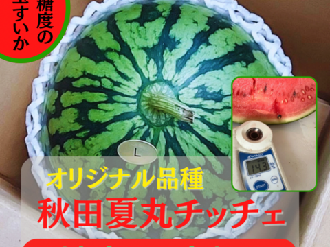 1玉入り 本当に甘い 小玉スイカ 小玉すいか  秋田県産 西瓜 ピノガール ギフト お中元 夏丸 暑中見舞い 美味しい 甘い チッチェ 夏丸チッチェ 旬 お中元 ギフト ご家庭