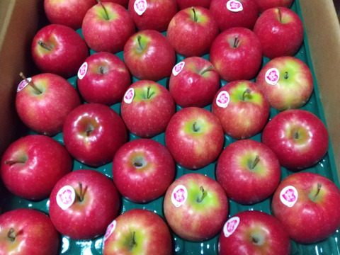 5キロ箱【極小サイズ】キュンとくる酸味！ピンクレディー®　スタンダード品【28個から30個】