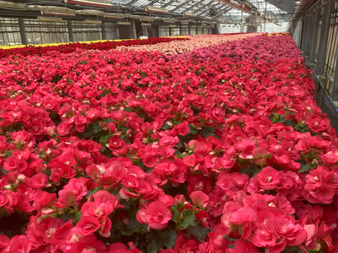 【贈答用】八重咲きでピンクといったらこれ！エラチオールベゴニア【ビノスピンク】５寸