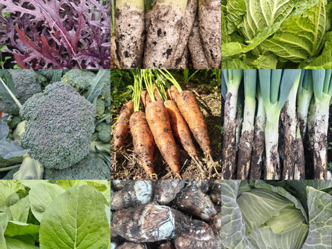 【農薬化学肥料不使用】朝採り！信州伊那谷★旬の野菜セット Mサイズ (金曜発送)