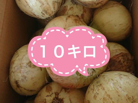 淡路島新玉ねぎ  10kg（サイズ混）
