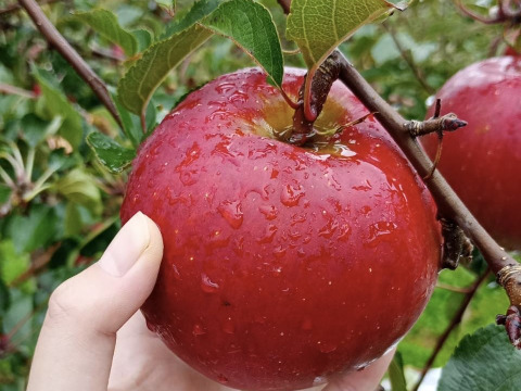 りんご アニーエリザベス (A品2㎏)