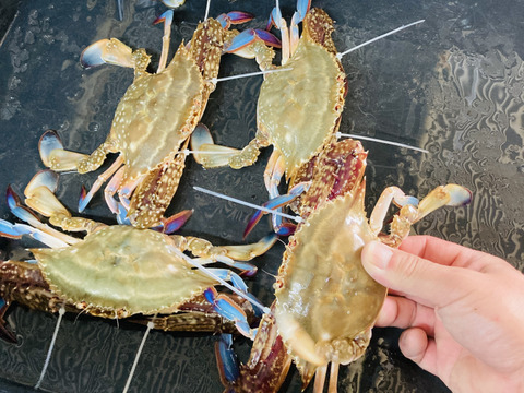 訳あり　活け渡り蟹　（小）1匹　250-300g