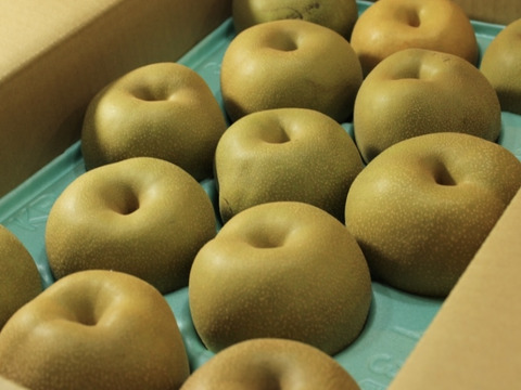 【訳あり】梨　幸水　5kg  長野県産