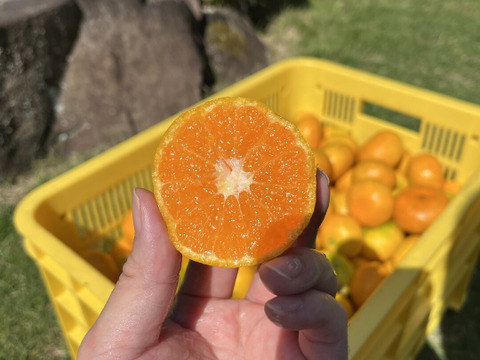家庭用】極早生みかん「日南」糖度11度前後 5kg｜甘酸っぱくて味が濃い