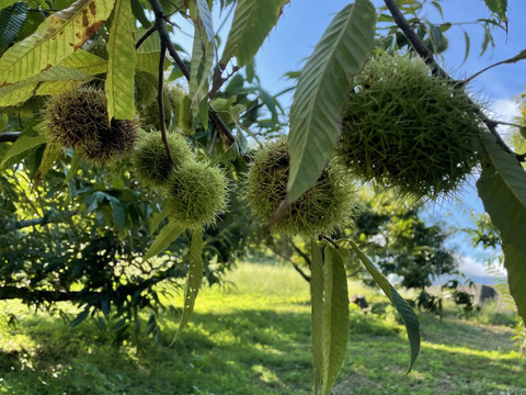 大粒　生栗　みとよの栗　品種混合　２Ｌサイズ　１ｋｇ