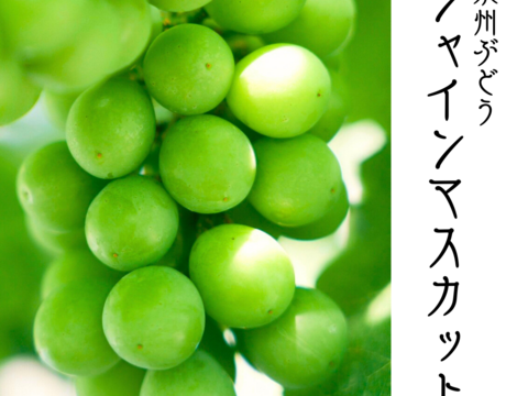 【泉州産ぶどう】贈り物に！シャインマスカット2房セット