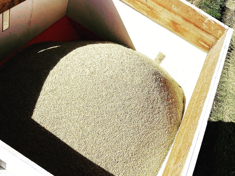 【玄米】玄米といえば！茨城県産　ミルキークイーン　3kg【低アミロース米】