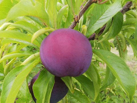 【自然栽培】すもも レッドビュート 24～28玉 1.8kg【農薬不使用】