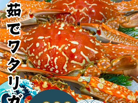 【浜名湖産】茹でガザミオス１杯約150gから300g詰め合わせて1kg