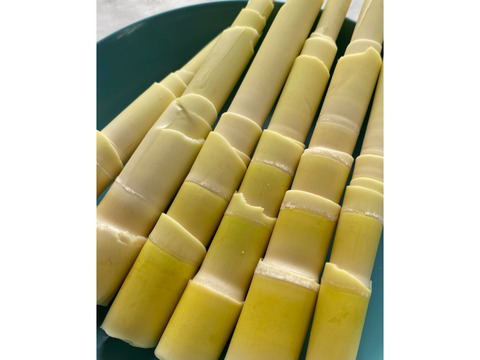アク抜き不要！種子島の苦竹(にがたけ) 皮剥き済み 500g 【予約受付中】