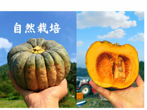 5kg自然栽培の"完熟"固定種かぼちゃ🎃日本かぼちゃの小菊南瓜　野菜