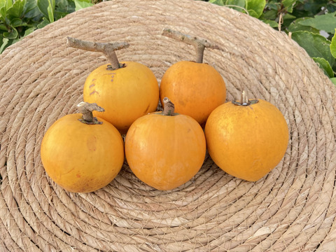 【限定割引！】沖縄産カニステル5個入りセット❗️(3月14日までのご注文)