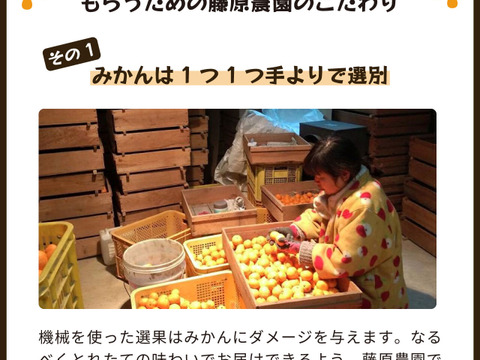 ゆら早生（みかん）5kg家庭用｜和歌山生まれの極早生みかんの