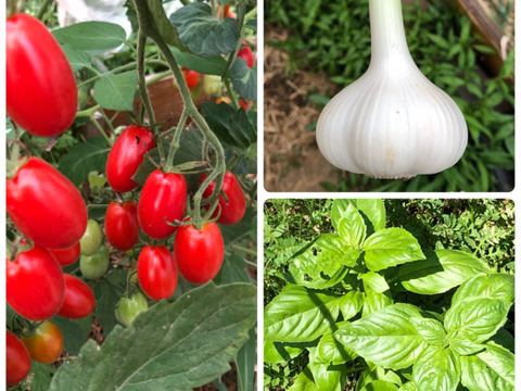 【農薬・化学肥料不使用栽培】イタリアンセット（フラガールトマト:500g＆にんにく:200g＆バジル:15g