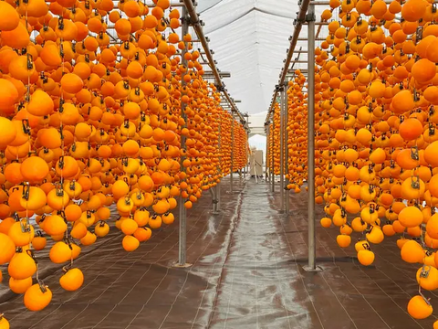 数量限定！特大干し柿！市田柿500g×6袋