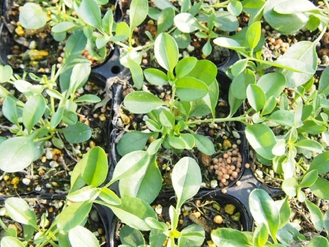 2個セット サポナリア スノーチップ （ロックソープワート）ホワイトガーデン グランドカバー イングリッシュガーデン 宿根草 多年草