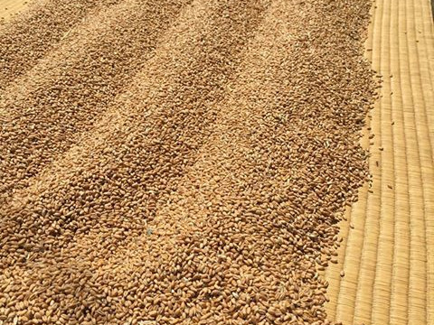 【2021年産】【特別栽培認証小麦使用】小麦ふすま粉 農林61号(ふすま2kg)