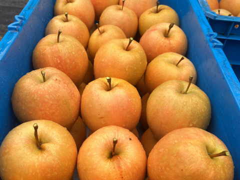 [2026年販売中]切ってビックリ！生でもお菓子にしても美味しい！
長野県産　赤果肉りんご　なかののきらめき　3kg（約9~12個）