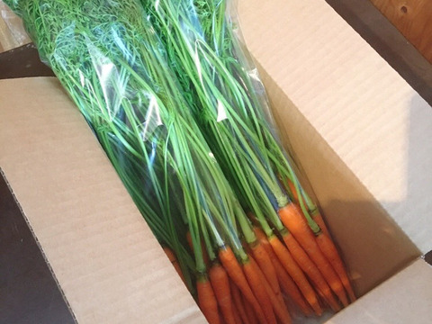 葉っぱもおいしい葉つきベビーキャロット(1kg)野菜スティックにおすすめ！【栽培期間中、農薬・化学肥料不使用・泥なし】