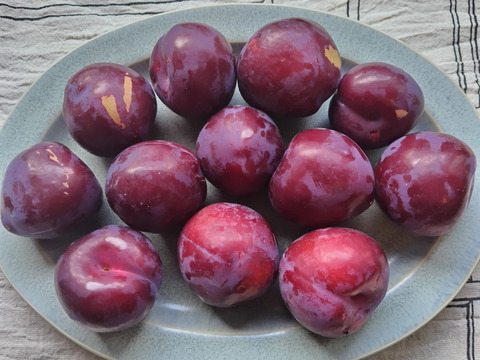 【自然栽培】すもも レッドビュート 24～28玉 1.8kg【農薬不使用】