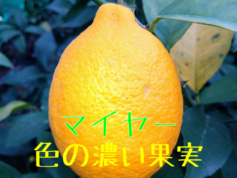 食べ比べ！木熟『猪苗代檸檬』３種各２玉計６玉