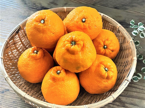 糖度が高すぎッ！ “味香デコ” ５kg