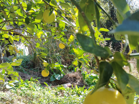 自然栽培ライム3kg