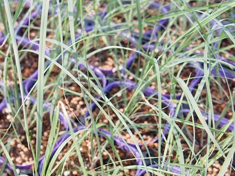 2個セット ミューレンベルギア リンドヘイメリ オーナメントグラス  イングリッシュガーデン 花苗 多年草 宿根草