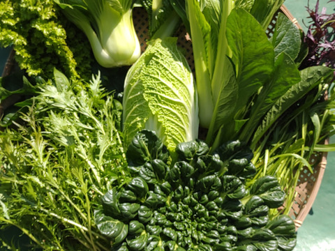 [なゆた農場]冬の葉物野菜セットLサイズ（10袋分）