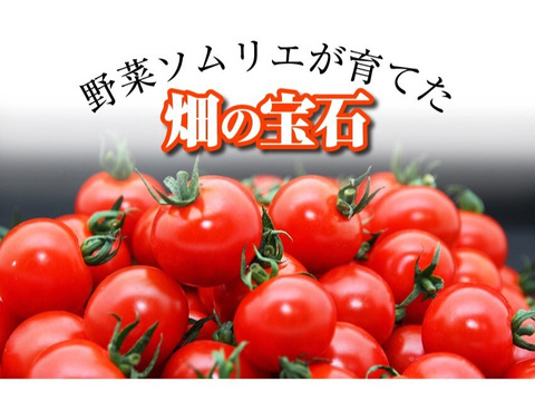 【特別栽培農産物の取得】ソムリエミニトマト　ダイヤ８ｋｇ
