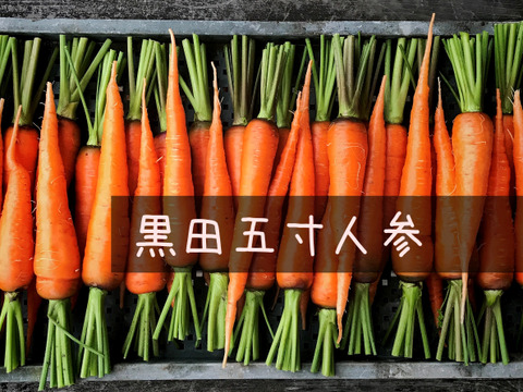 自然栽培 固定種 黒田五寸人参 葉なしミニにんじん 農薬肥料不使用 ニンジン 兵庫県産 食べチョク 農家 漁師の産直ネット通販 旬の食材を生産者直送