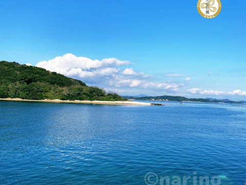 ぷりぷり・ミルキー！天草有明海育ちの 岩牡蠣 1kg❕牡蠣ナイフ付き
