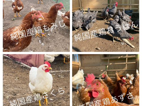 【初回限定BOX】4種類の純国産鶏の卵を食べくらべ　4色40個【富士の極卵】